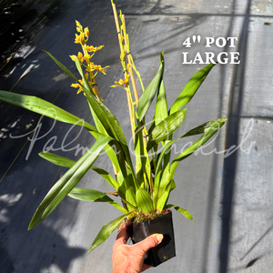 Osp. Brazilian Sun — Palmer Orchids